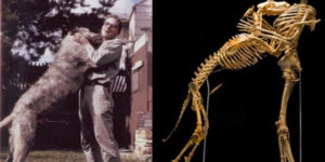 Same guy, same dog. Grover Krantz donated his body to science. His skeleton was articulated along with the skeleton of one of his beloved dogs and displayed in the Smithsonian National Museum of Natural History.