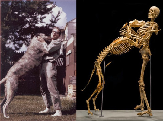 Same guy, same dog. Grover Krantz donated his body to science. His skeleton was articulated along with the skeleton of one of his beloved dogs and displayed in the Smithsonian National Museum of Natural History.