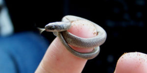 What is this, a danger noodle for ants?