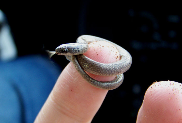 What is this, a danger noodle for ants?