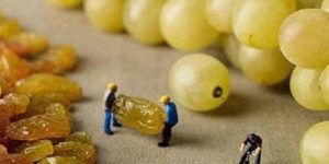 How Grapes Are Really Made