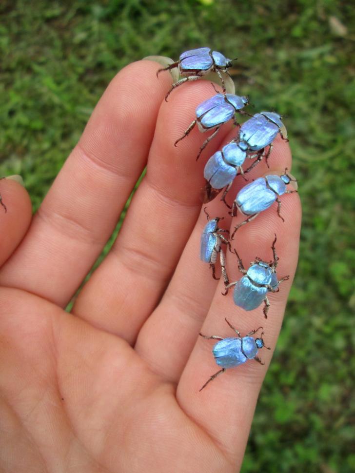 The iridescent sky blue Hoplia coerulea