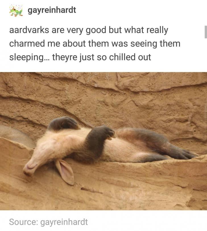 Aardvarks sleep hard