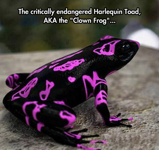 The endangered Clown Frog