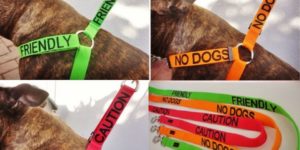 An amazing idea for dog owners.