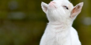 Goat a problem ?… didn’t think so