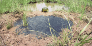 Frog Creates a Canal to Save it’s Babies