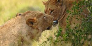Lion removes tranquilizer dart from lioness