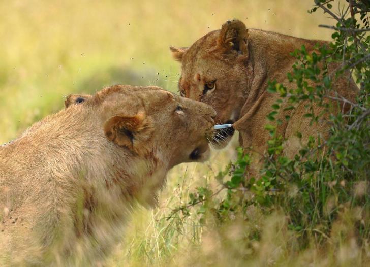 Lion removes tranquilizer dart from lioness