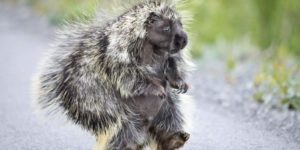 Porcupine walking on its hind legs