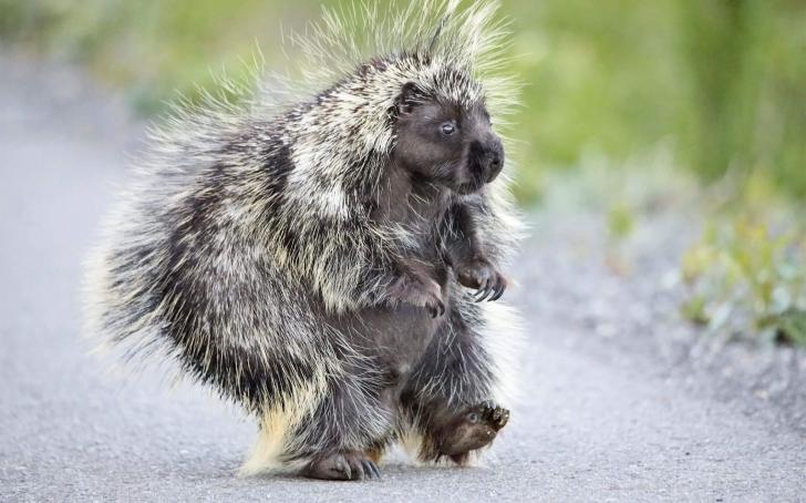 Porcupine walking on its hind legs