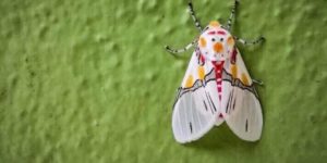 The pattern on this moth looks like a snowman.