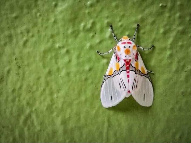 The pattern on this moth looks like a snowman.