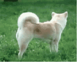 The quick brown fox jumps over the lazy dog.