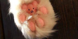 I will never look at my cat’s paws the same…