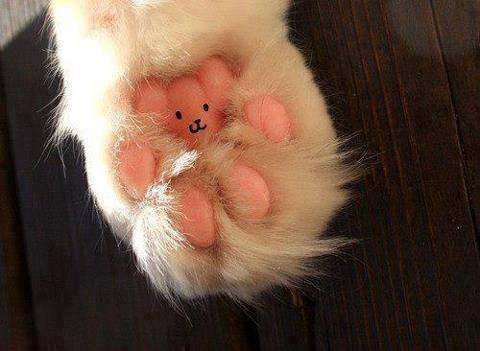 I will never look at my cat's paws the same...