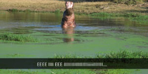 Song of the hippo.
