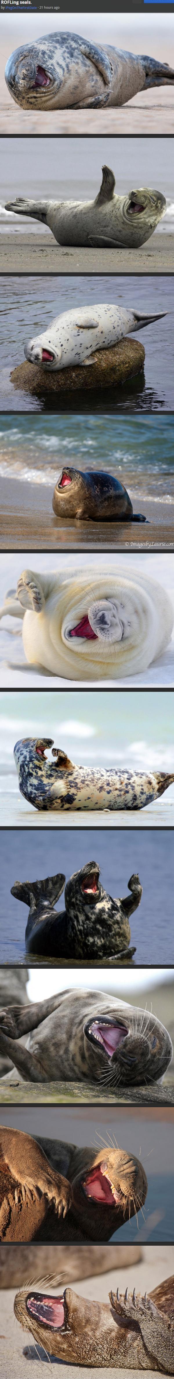 ROFLing seals
