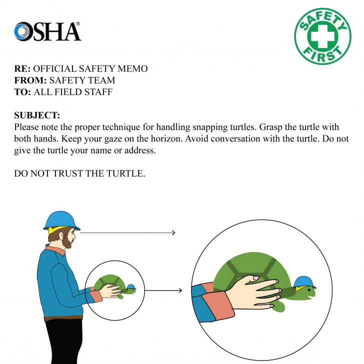 RE: Turtle Handling