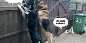 Neighborhood watch.