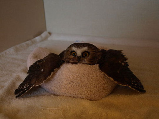 This owl has given up on life.