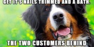 Dog groomer stories