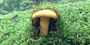 A mushroom breaking through a bed of moss