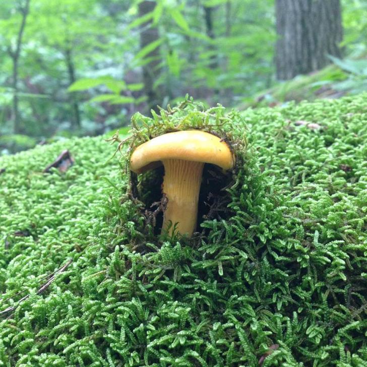 A mushroom breaking through a bed of moss
