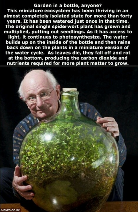 An entire ecosystem contained in a bottle