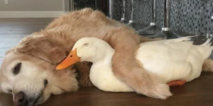 Free ducks can be a good investment.