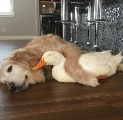 Free ducks can be a good investment.