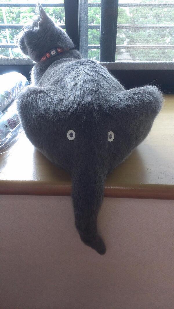 This elephant has a cat on its butt