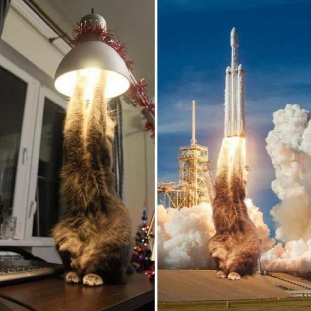Rocket science for cats.