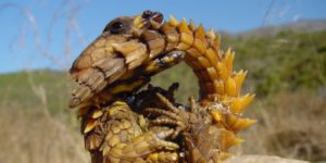 Armadillo Girdled Lizard