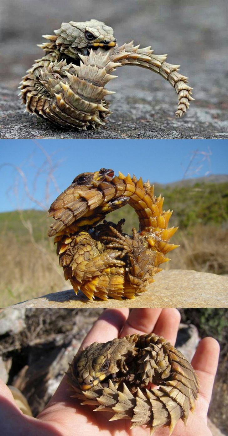 Armadillo Girdled Lizard