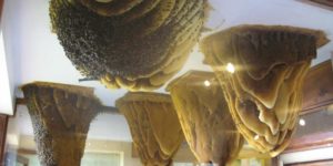 Giant hives hanging from the ceiling enclosed in a glass case with outdoor access at Home of Bees in Poyales del Hoyo, Spain.