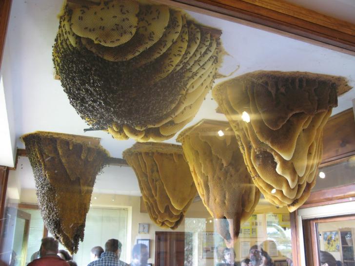 Giant hives hanging from the ceiling enclosed in a glass case with outdoor access at Home of Bees in Poyales del Hoyo, Spain.