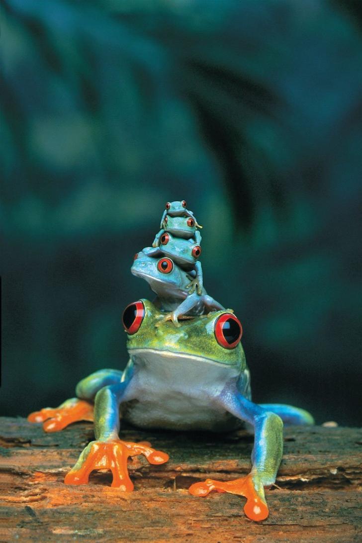 Red-Eyed Tree Frog, mother and babies