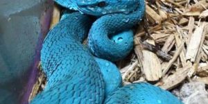 The incredible blue Trimeresurus Insularis