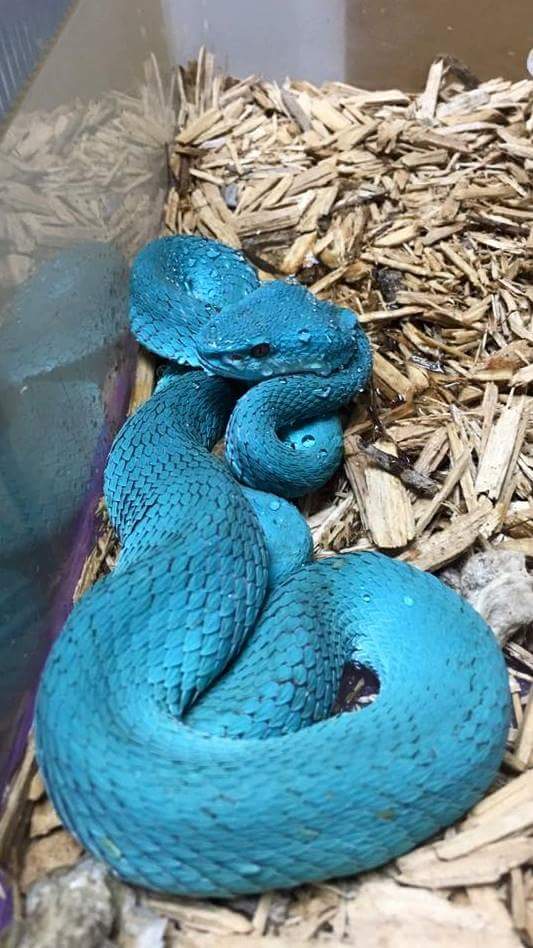 The incredible blue Trimeresurus Insularis