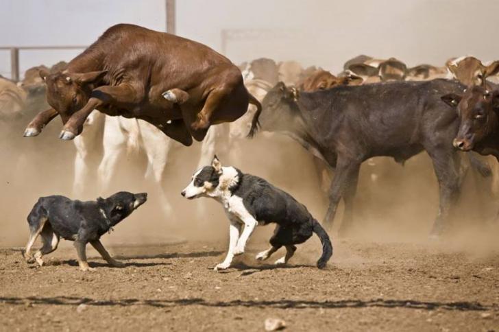 The cow jumped over the dog.