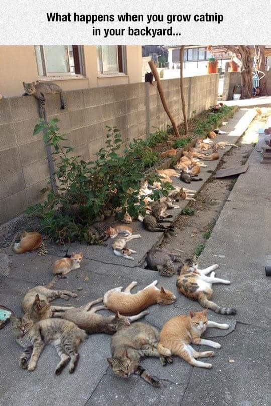 Catnip Farm Problems