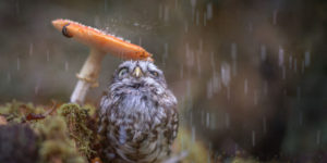 Owl sheltering under a Mushroom.