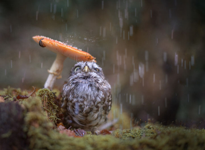 Owl sheltering under a Mushroom.