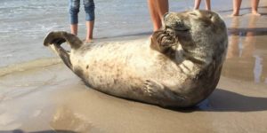 Ridiculously photogenic seal strikes a pose