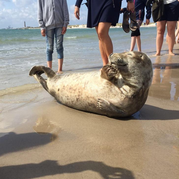 Ridiculously photogenic seal strikes a pose