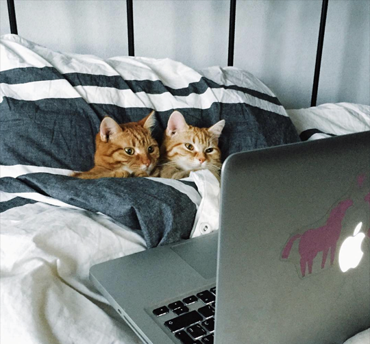 Netflix and purrrrr