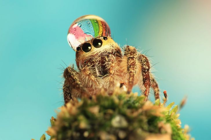 Spider wears a water drop as a fancy hat.