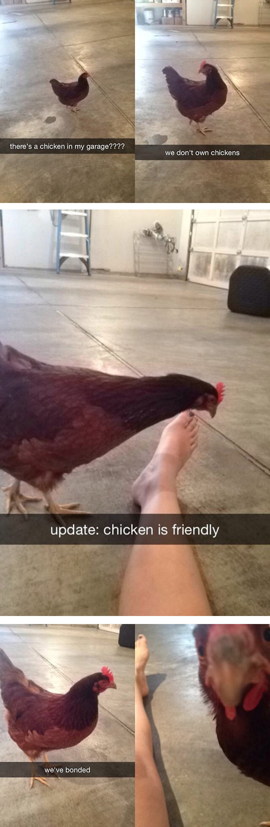 There is a chicken in my garage.