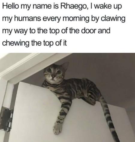Hello My Name Is Rhaego.